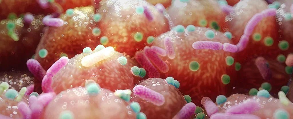 Can B Vitamins and Gut Health Help in Parkinson’s? New Study Says Yes - NeuroFiber