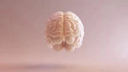 Gut/Brain Axis Studies - NeuroFiber